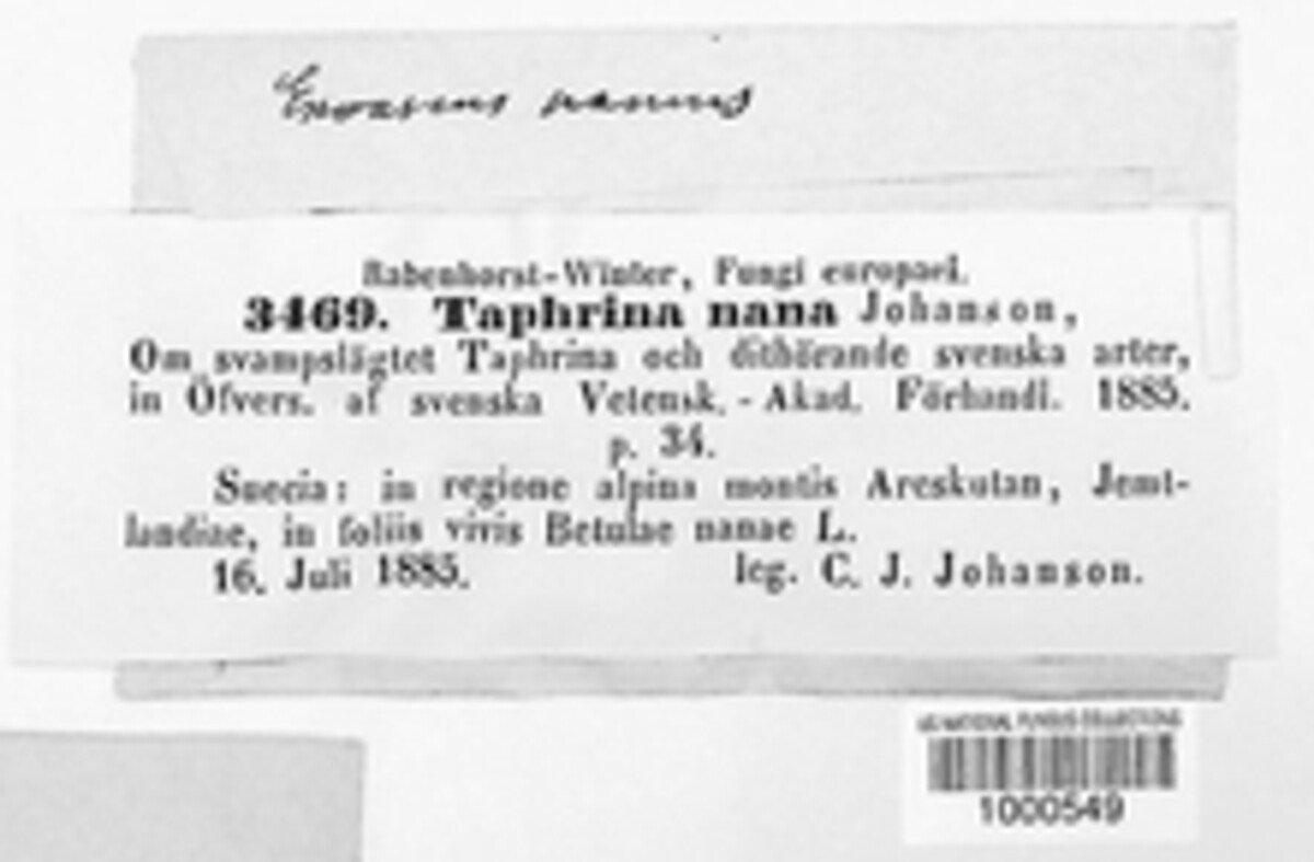 Taphrina nana image